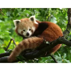 Rompecabezas de Panda Rojo de 500 Piezas